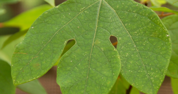 Laurus Sassafras (Sassafras)