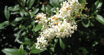 Ligustrum Vulgare (Privet)