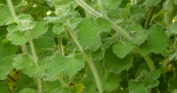 Marrubium Vulgare (Hoarhound)