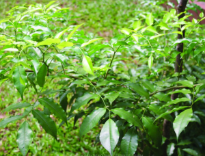 Myrospermum Peruiferum (Peruvian Balsam)