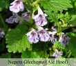 Nepeta Glechoma (Ale Hoof)