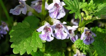 Nepeta Glechoma (Ale Hoof)