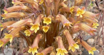 Orobanche Virgiana (Cancer)