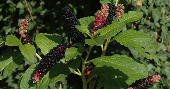 Phytolacca Decandra (Poke)