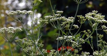 Pimpinella Anisum (Anise)