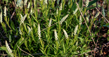 Polygala Senega (Seneka)