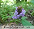 Prunella Vulgaris (All Heal)