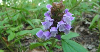 Prunella Vulgaris (All Heal)