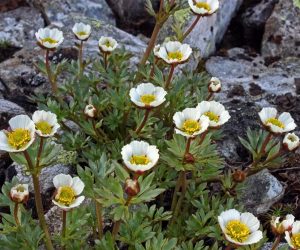 Ranunculus Bulbosus (Crowfoot)