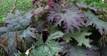 Rheum Palmatum (Rhubary)