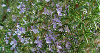 Rosmarinus Officinalis (Rosemary)