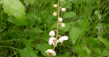 Round-Leaved Pyrola Rotundifolia (Pyrola)