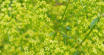 Rubia Tinctorum (Madder)