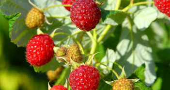 Rubus Strigosus (Red Raspberry)