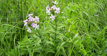 Saponaria Officinalis (Soap-Wort)