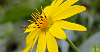 Silphium Perfoliatum (Ragged)