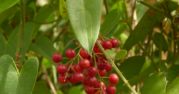 Smilax Officinalis (sarsaparilla)