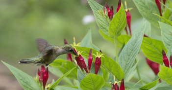 Spigelia Marilandica (Pinkroot)