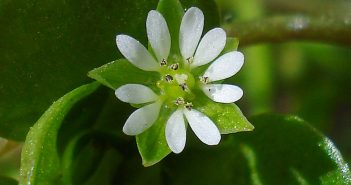 Stellaria Media (Chickweed) Stellaria Media (Chickweed)