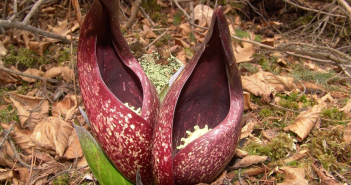 Symplocarpus Foetidus (Skunk Cabbage)