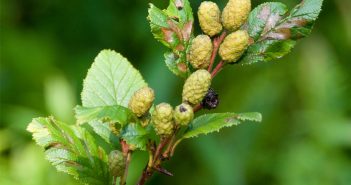 Tag Alder (Alnus Rubra)