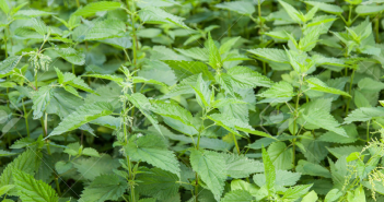 Urtica Dioca (Nettle)