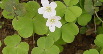 Wood Oxalis Acetosella (Sorrel)