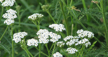 Achillea Millefolium (Yarrow)