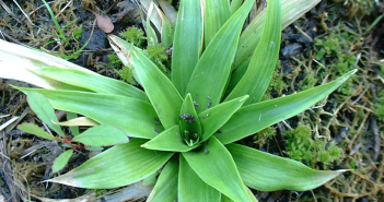 Aletris Farinosa (Star-Grass)