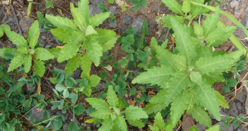 Chenopodium Anthelminticum (wormseed)