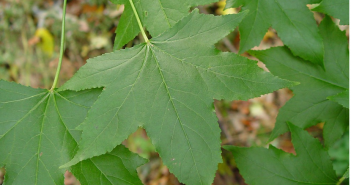 Liquidamear Styraciflua (Sweet Gum)