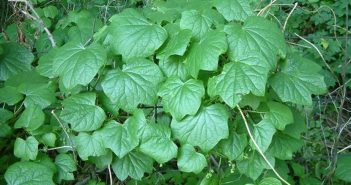 Menispermum Canadense (Yellow Parilla)