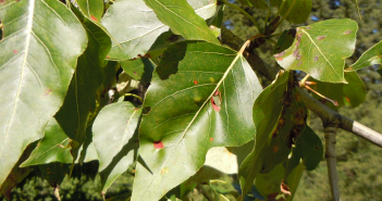 Populus Balsamifera (Tacamahac)