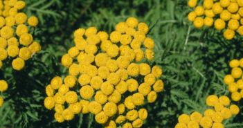 Tanacetum Vulgare (Tansy)