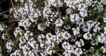 Thymus Vulgaris (Thyme)