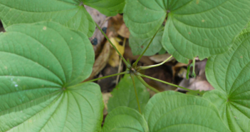 Wild, Dioscorea Villosa (Yam)