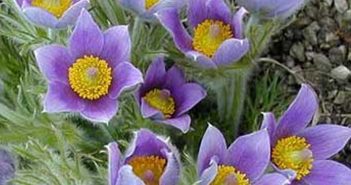 Anemone pulsatilla (Anemone)