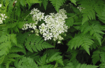 Anthriscus cerefolium (Chervil)