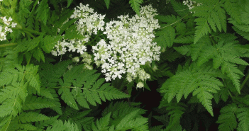 Anthriscus cerefolium (Chervil)