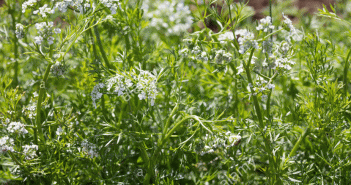 Anthriscus Cerefolium (Chervil)