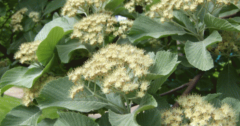 Arctium Zappa (Burdock)