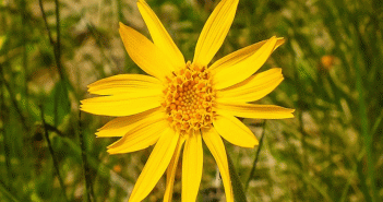 Arnica montana (Arnica)