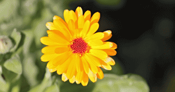 Calendula Officinalis (Calendula)