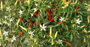 Capsicum Annuum (Cayenne Pepper)