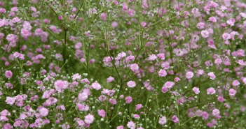 Gypsophila paniculata (baby's Barth)