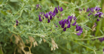 Medicago sativa (Alfalfa)