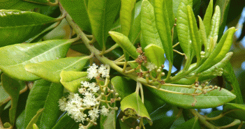 Pimenta dioica (Allspice)