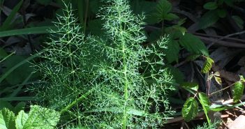 Pimpinella anisum (anise)