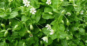 Stellaria media (Chickweed)