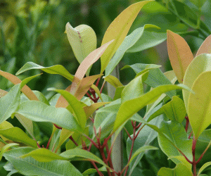 Syzygium Aromaticum (Cloves)